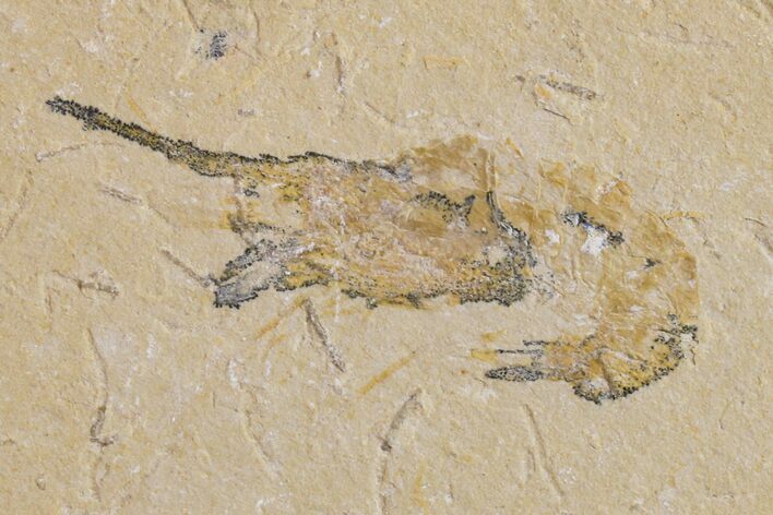 Cretaceous Fossil Shrimp - Lebanon #154560